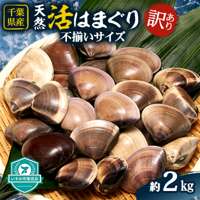 (( 訳あり )) 天然活はまぐり 約2.0kg【配送不可地域:離島・沖縄】【1472198】千葉県いすみ市16000魚介・海産物貝類