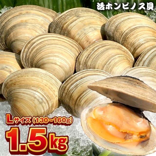 BBQに！船橋三番瀬産ホンビノス貝小サイズ4.5㎏☆送料込み 船橋三番瀬ホンビノス貝BBQにオススメサイズ！ | 魚介類