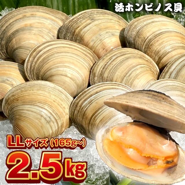 BK-7LLez 漁師直送!活ホンビノス貝2.5kg(LLサイズ)千葉県富津市17000魚介・海産物貝類