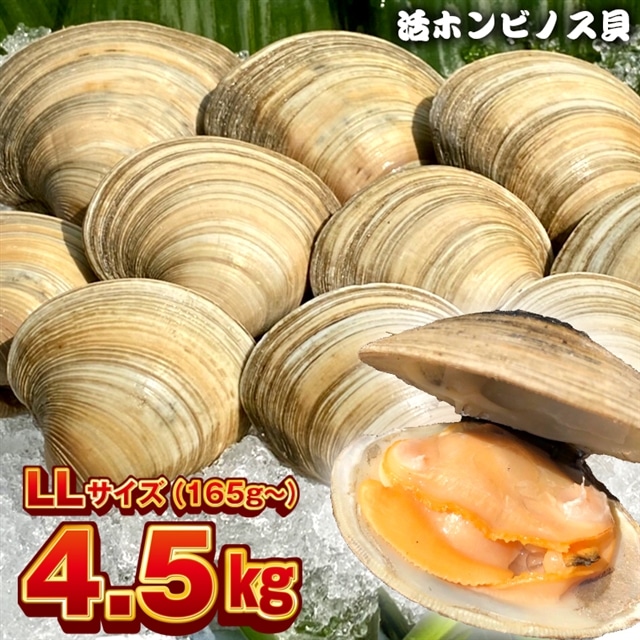 BK-9LLez 漁師直送!活ホンビノス貝4.5kg(LLサイズ)千葉県富津市27000魚介・海産物その他 魚介・海産物