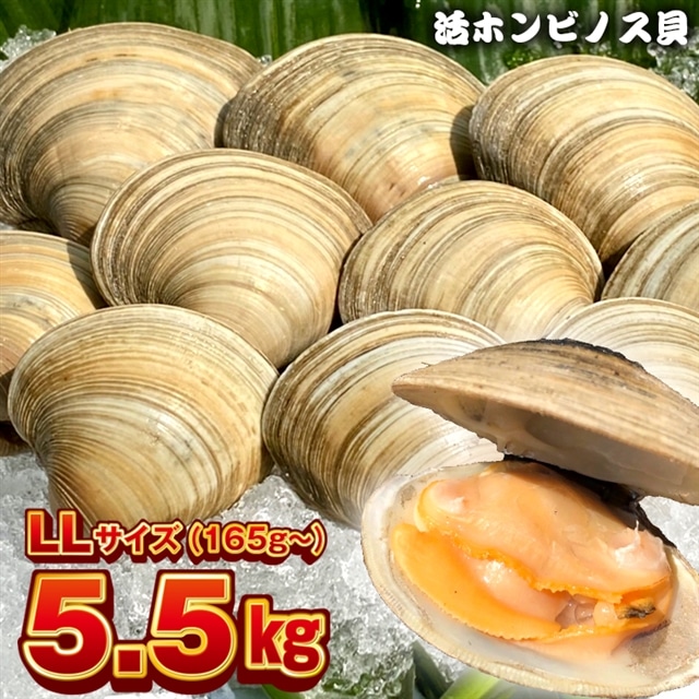 BK-10LLez 漁師直送!活ホンビノス貝5.5kg(LLサイズ)千葉県富津市32000魚介・海産物その他 魚介・海産物