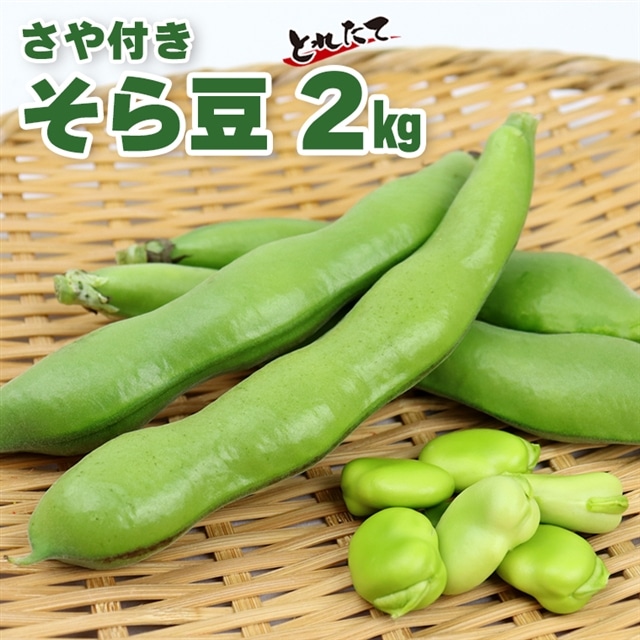 CN-5z 本田農園 そら豆2kg(さや付き)【3月下旬〜4月下旬頃に発送】千葉県富津市10000野菜・きのこその他 野菜