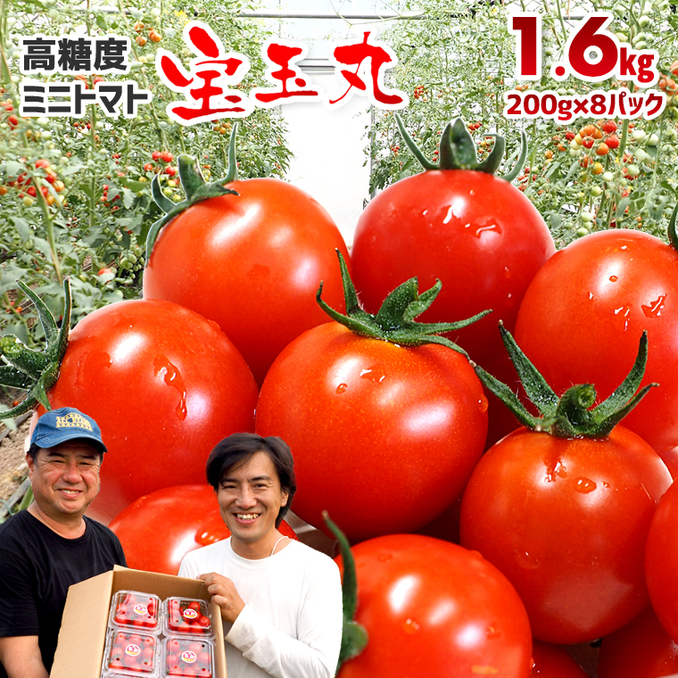 E-18z 【朝どり直送】高糖度ミニトマト「宝玉丸」200g×8パック 計1.6kg千葉県富津市10000野菜・きのこトマト