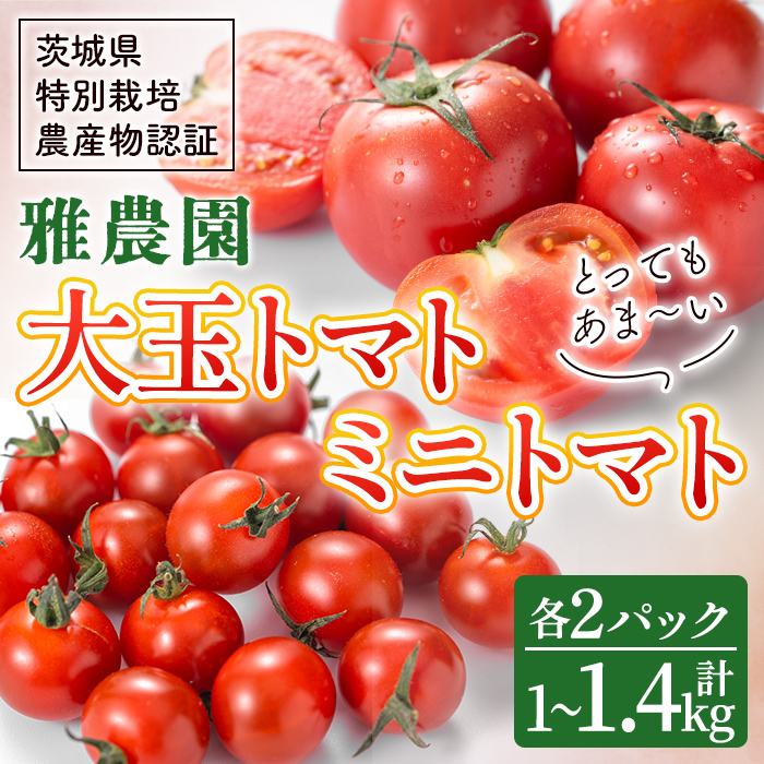<予約受付中>雅農園ミニトマト&大玉トマトセット トマト 野菜 とまと やさい 新鮮 産地直送 ミニトマト <2025年11月から発送開始> 【雅農園】【ho1430】茨城県常陸大宮市7000野菜・きの