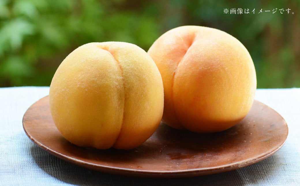 阪南市産 黄金桃 約1kg (3〜4玉)【2025年8月上旬発送予定】 果物 フルーツ 桃 もも大阪府阪南市7000果物・フルーツもも・すもも