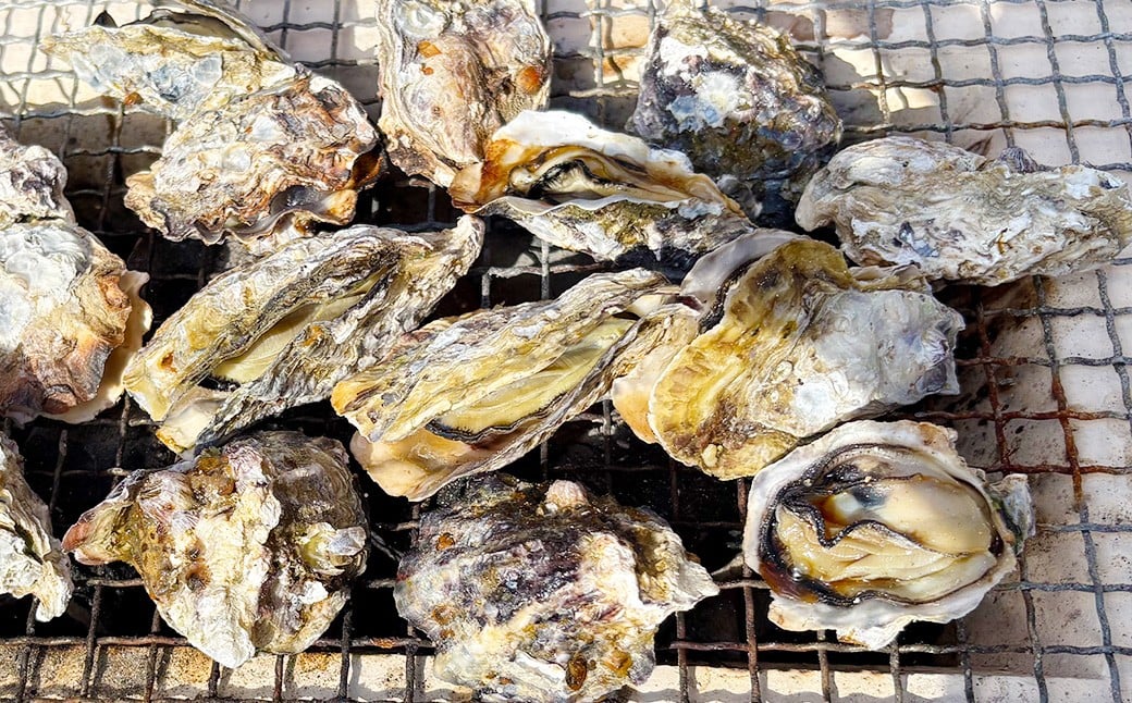 【先行予約】 加熱用 殻付き牡蠣 真牡蠣 約1kg 【2026年2月上旬-3月上旬発送予定】 牡蠣 かき カキ 海鮮 海産物 冷蔵大阪府阪南市10000魚介・海産物貝類