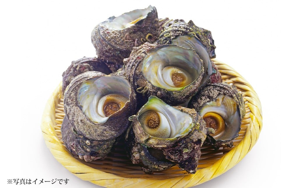 【先行予約】 加熱用 サザエ 約1kg【2026年1月上旬-3月上旬発送予定】 海鮮 海産物 冷蔵大阪府阪南市10000魚介・海産物貝類