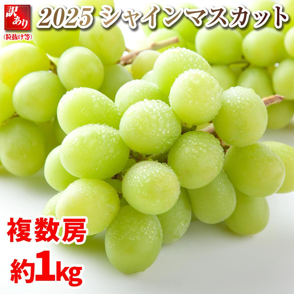 B 2025  VC}XJbgy󂠂藱z [@1L @쌧Y@y10{`\z@ۓL@엿͔|쌧咬s9000ʕEt[c}XJbgEԂǂ