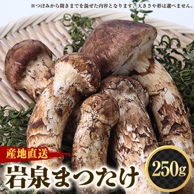 ≪産地直送≫ 岩泉まつたけ 250g【配送不可地域:離島】【1423712】岩手県岩泉町90000野菜・きのこきのこ