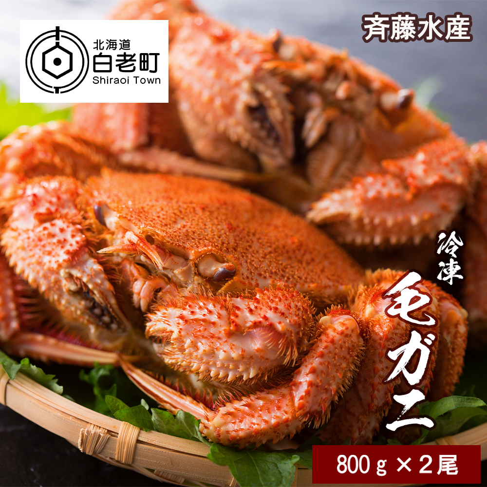 特大サイズ!冷凍毛がに約800g×2尾【斉藤水産】北海道白老町64000魚介・海産物カニ