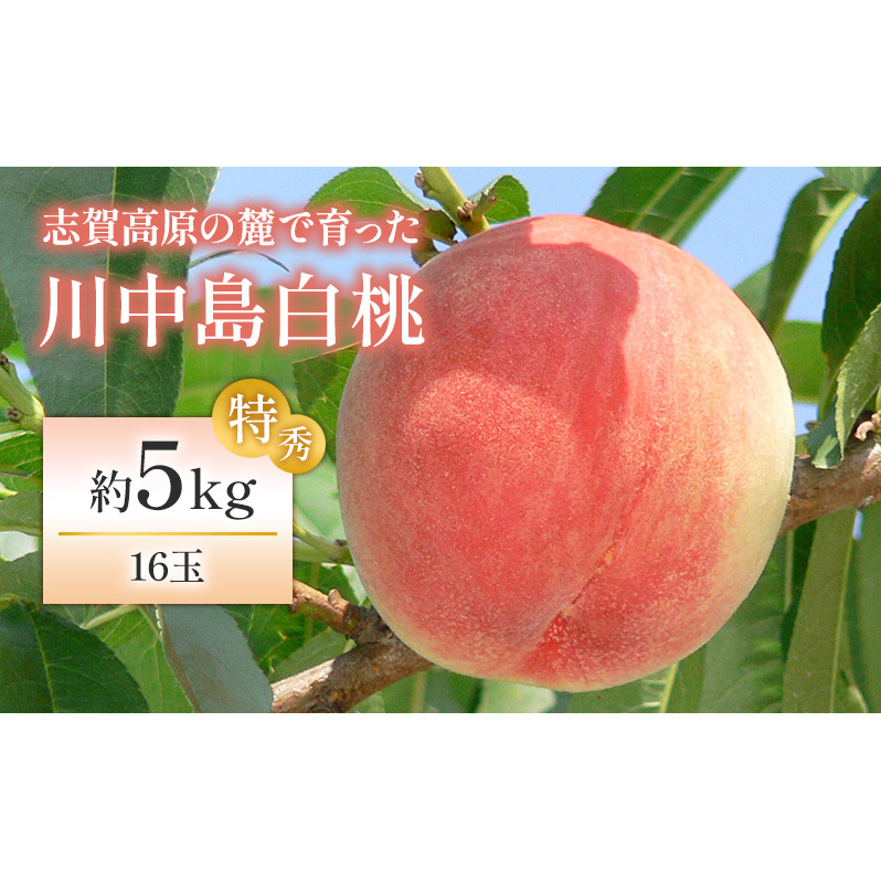 uꍂ̘[ň 쒆G16 5kg    t[c ʕ fU[g 쒷쌧Rm25000ʕEt[cE