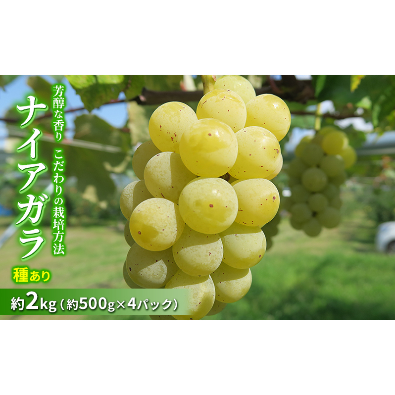 種ありナイアガラ 約2kg 2025年(R7年)9月中旬〜10月下旬頃出荷予定【安心安全 こだわりの栽培方法 除草剤不使用 栽培期間中 ネオニコチノイド系農薬不使用 化学合成肥料不使用】 長野県山ノ