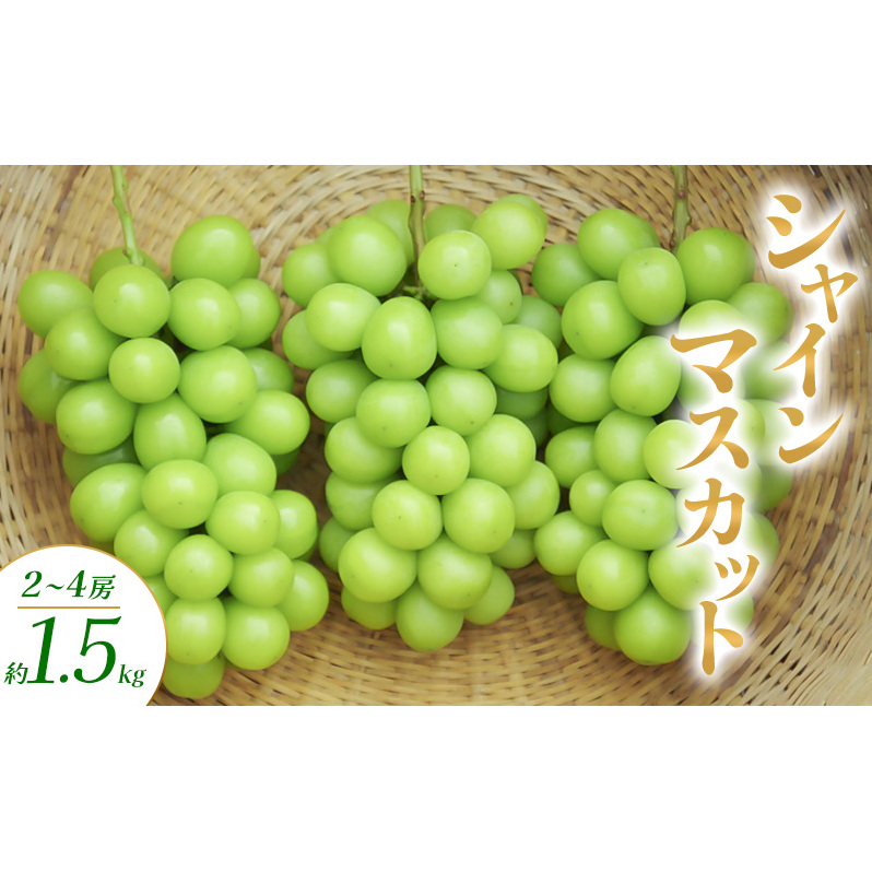 シャインマスカット 2〜4房 約1.5kg ぶどう ブドウ 葡萄 マスカット 果物 フルーツ 長野県 長野 山ノ内町長野県山ノ内町19000果物・フルーツマスカット・ぶどう
