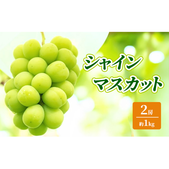 シャインマスカット 約1kg 2房 ぶどう フルーツ 果物 デザート 長野県 山ノ内町長野県山ノ内町17000果物・フルーツマスカット・ぶどう