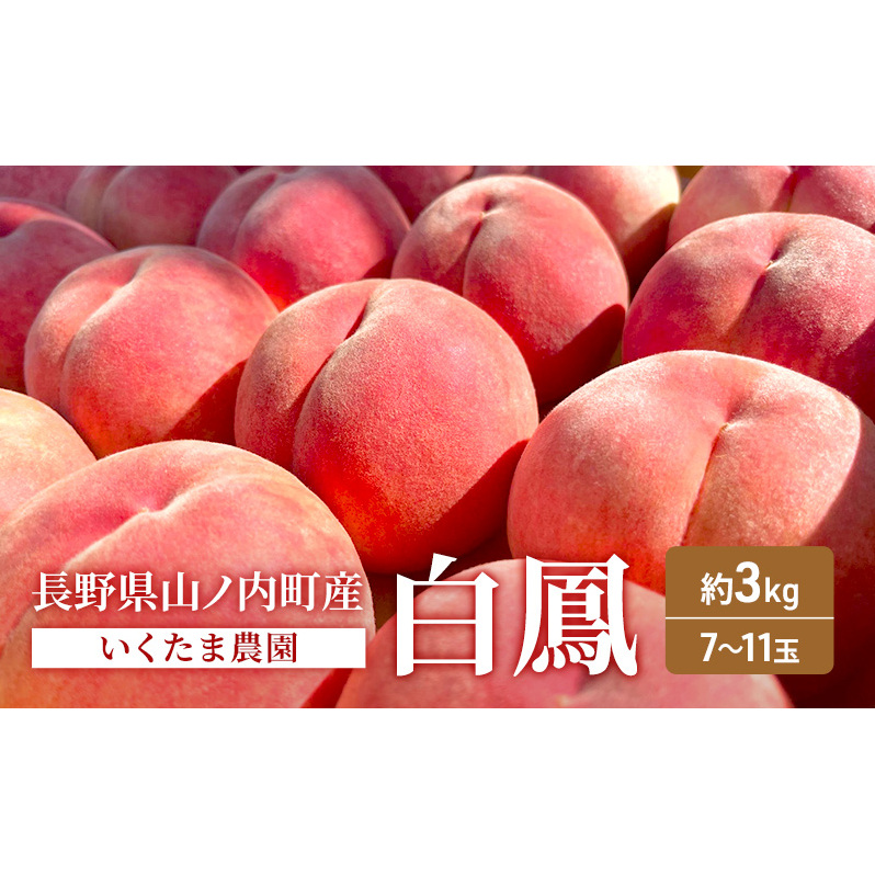 桃 白鳳 約3kg もも フルーツ 果物 お取り寄せ 長野県 山ノ内町長野県山ノ内町21000果物・フルーツもも・すもも
