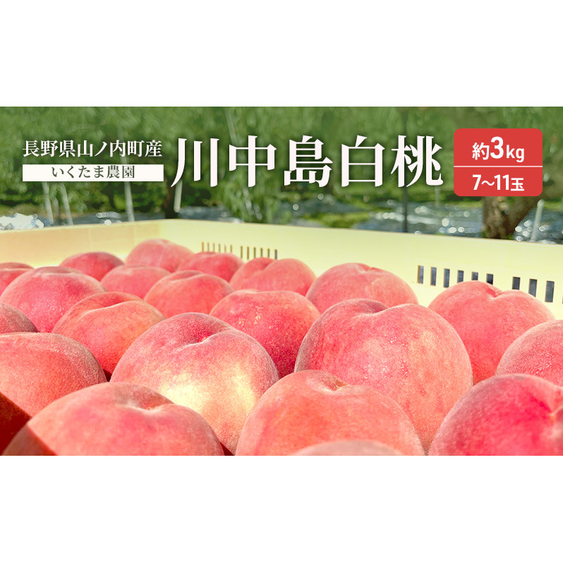 桃 川中島白桃 約3kg もも フルーツ 果物 お取り寄せ 長野県 山ノ内町長野県山ノ内町21000果物・フルーツもも・すもも