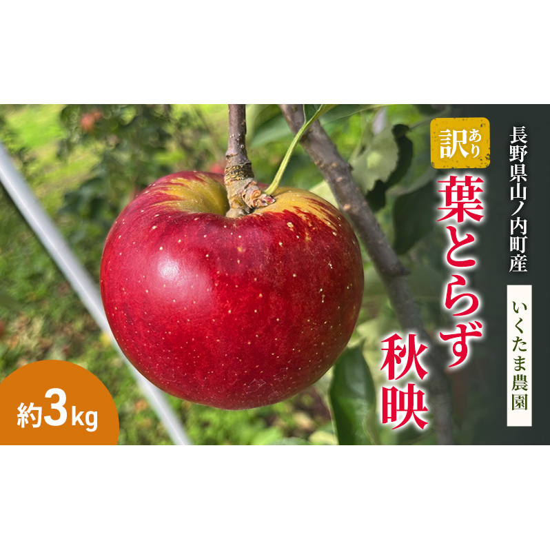 【訳あり】秋映 約3kg リンゴ りんご フルーツ 果物 お取り寄せ 長野県 山ノ内町長野県山ノ内町14000果物・フルーツりんご・梨