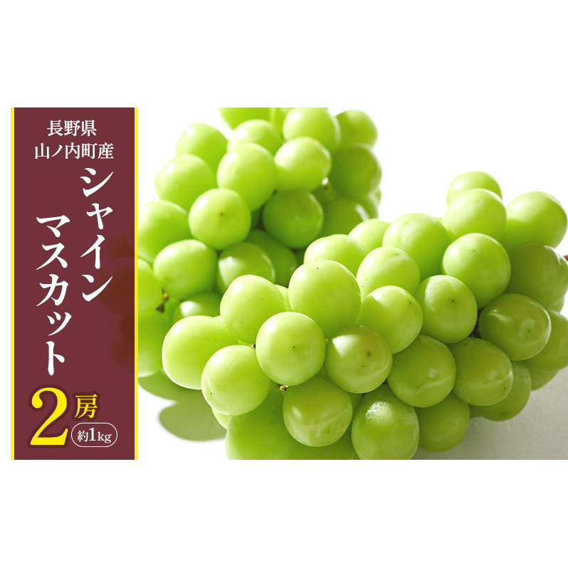 シャインマスカット2房 約1kg ぶどう ブドウ 果物 くだもの フルーツ 信州 長野長野県山ノ内町16000果物・フルーツマスカット・ぶどう