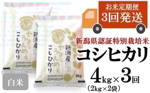 ys\Eߘa7NYVāE3ցzRVqJ  4kgi2kg×2܁j×3iv 12kgj^炤߂  VY  cӒmݐ[Y0202]Vs36000āEp