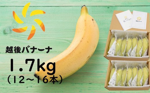 【雪国新潟産バナナ】1.7kg(12〜16本)濃厚な甘さともっちり食感!安心安全の越後バナーナ新潟県柏崎市80000果物・フルーツその他 果物・フルーツ