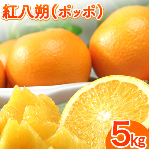【先行予約】紅八朔(ポッポ) 5kg(3L-L)  JAわかやま 紀の里地域本部 《2026年3月中旬-3月末頃出荷》 和歌山県 紀の川市 果物 フルーツ 柑橘 はっさく---wsk_jak19_3c3m_24_11000_5kg---和歌山県紀の川市11000