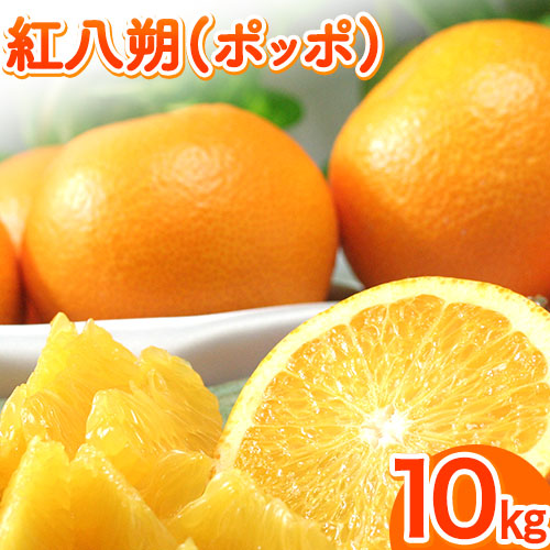 【先行予約】紅八朔(ポッポ) 10kg(3L-L)  JAわかやま 紀の里地域本部 《2026年3月中旬-3月末頃出荷》 和歌山県 紀の川市 果物 フルーツ 柑橘 はっさく---wsk_jak18_3c3m_24_15000_10kg---和歌山県紀の川市150