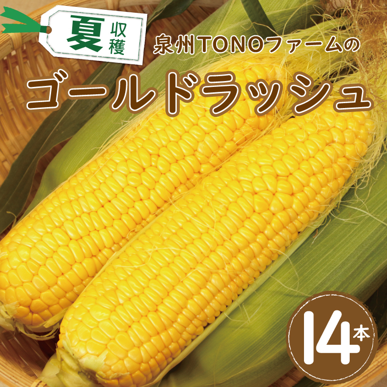 【先行予約】ゴールドラッシュ 14本【新鮮 野菜 泉佐野産 とうもろこし コーン やさい TONOファーム 数量限定】 010B140大阪府泉佐野市11000野菜・きのことうもろこし