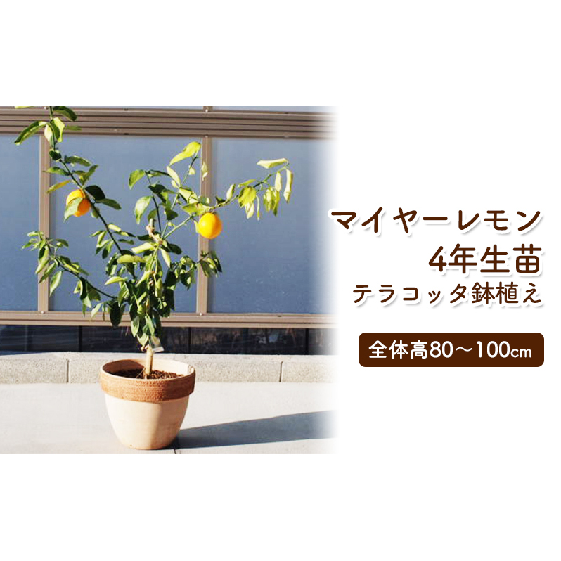 苗木 レモンの木 鉢植え 大きめサイズ テラコッタ鉢 植物
