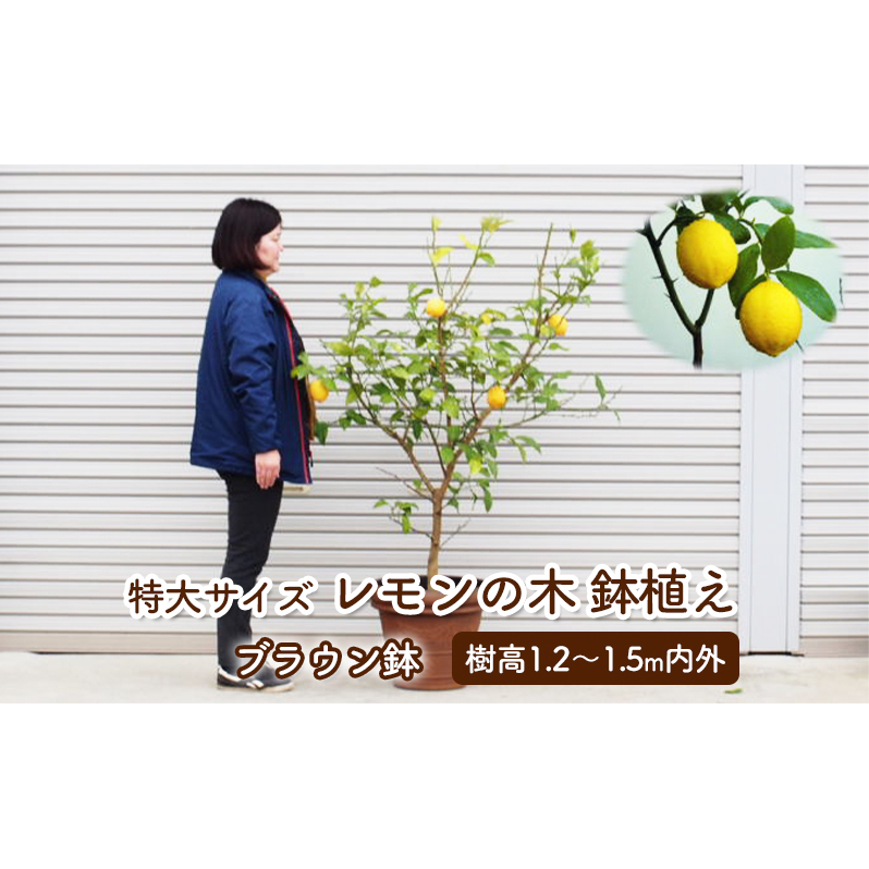 レモン大苗木 苗木 レモン 特大サイズ レモンの木 鉢植え ブラウン鉢 2個 植物