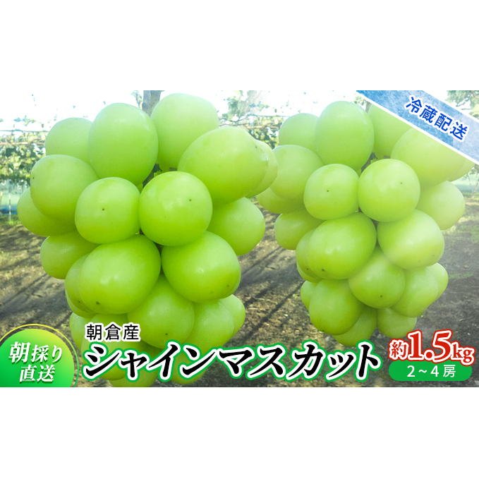 シャインマスカット 2025年発送 約1.5kg 旬菜板屋 配送不可 離島 果物類 ぶどう フルーツ 福岡県朝倉市15000果物・フルーツマスカット・ぶどう