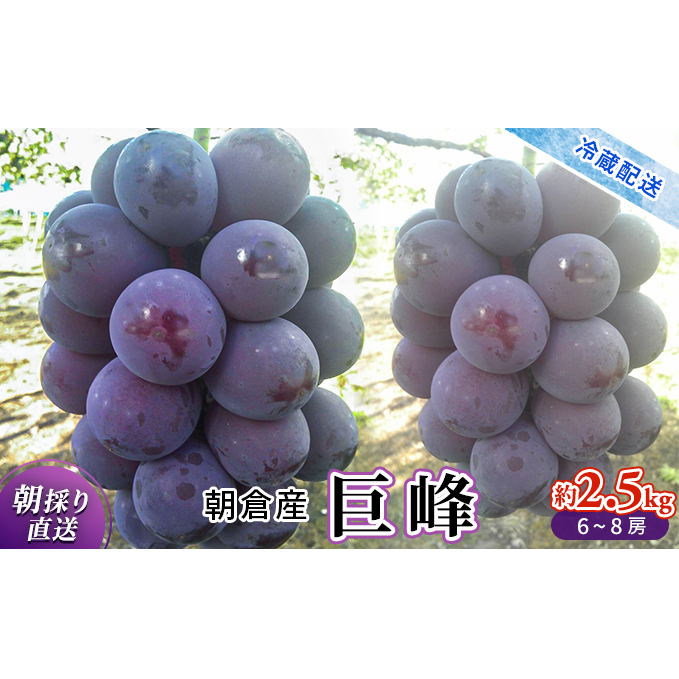 巨峰 2025年発送 約2.5kg 旬菜板屋 配送不可 離島 果物類 ぶどう フルーツ 福岡県朝倉市15000果物・フルーツマスカット・ぶどう