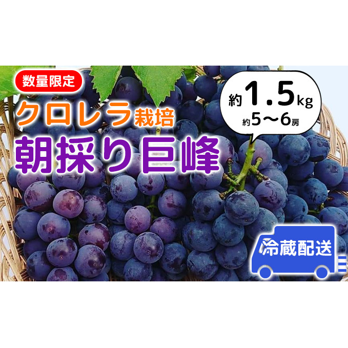 【2025年発送】朝採り巨峰(約1.5kg)クロレラ栽培 ぶどう 果物類 葡萄 フルーツ デザート ギフト 贈り物福岡県朝倉市15000果物・フルーツマスカット・ぶどう
