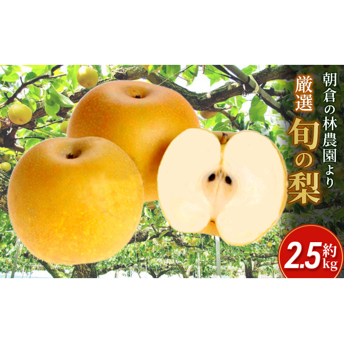 梨 朝倉産 旬の梨 約2.5kg 林農園 配送不可 離島 ナシ 果物 フルーツ 減農薬栽培 福岡県朝倉市13000果物・フルーツりんご・梨