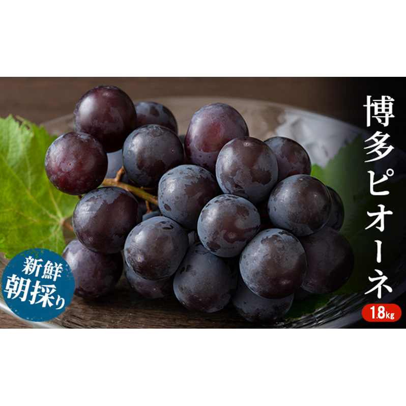 ぶどう 種無しぶどう 博多 ピオーネ 1.8kg 2026年 発送 ブドウ 葡萄 フルーツ 果物 くだもの デザート 筑前あさくら農協 配送不可 離島福岡県朝倉市21000果物・フルーツマスカット・ぶどう