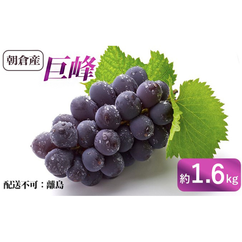 ぶどう 巨峰 朝倉産 約1.6kg 配送不可 離島 果物類 フルーツ 福岡県朝倉市15000果物・フルーツマスカット・ぶどう