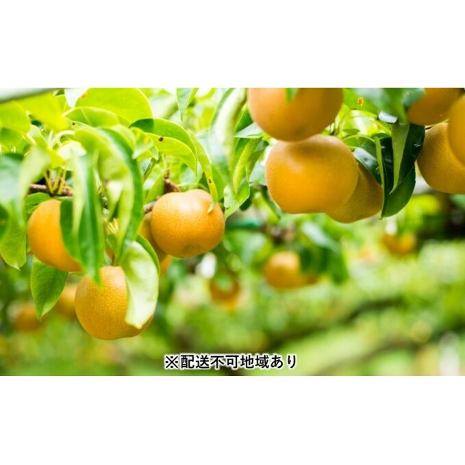 「先行予約」朝倉市産 豊水 梨 5kg 10〜20玉 8月初旬より順次出荷【配送不可:離島】 ナシ 果物 フルーツ 福岡県朝倉市15000果物・フルーツりんご・梨