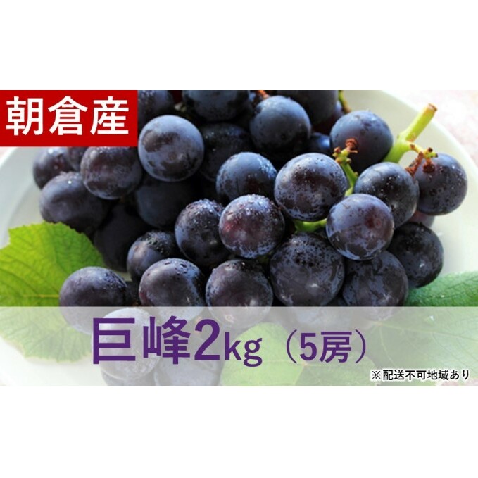 巨峰 2kg(5房入)※配送不可:離島 果物 ぶどう フルーツ 食後 デザート おやつ 大粒 ブドウの王様 朝獲り 採れたて 新鮮 出荷 福岡県産 朝倉市産 福岡県朝倉市17000果物・フルーツマスカッ