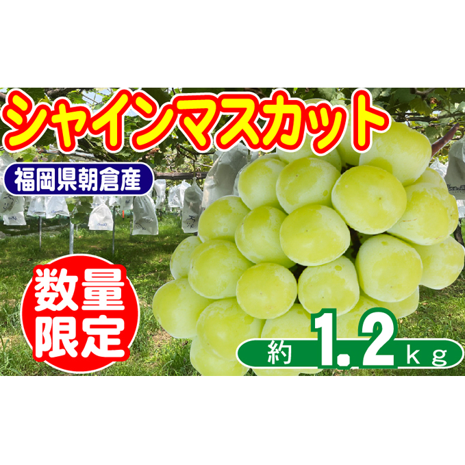2026年8月15日迄受付 シャインマスカット 2〜4房 約1.2kg 数量限定 オンライン決済限定 ぶどう 栽培期間中 JAS認証肥料 減農薬 皮ごと 爽やか 糖度 白ブドウ 福岡県朝倉市22000果物・フルーツマス