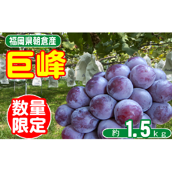 2025年8月15日迄受付 巨峰 ぶどう 4〜5房 約1.5kg 朝倉産 オンライン決済限定 果物 フルーツ 葡萄 数量限定 デザート ジュース ゼリー JAS認証肥料 減農薬 大粒 産地直送 福岡県朝倉市16000果物・