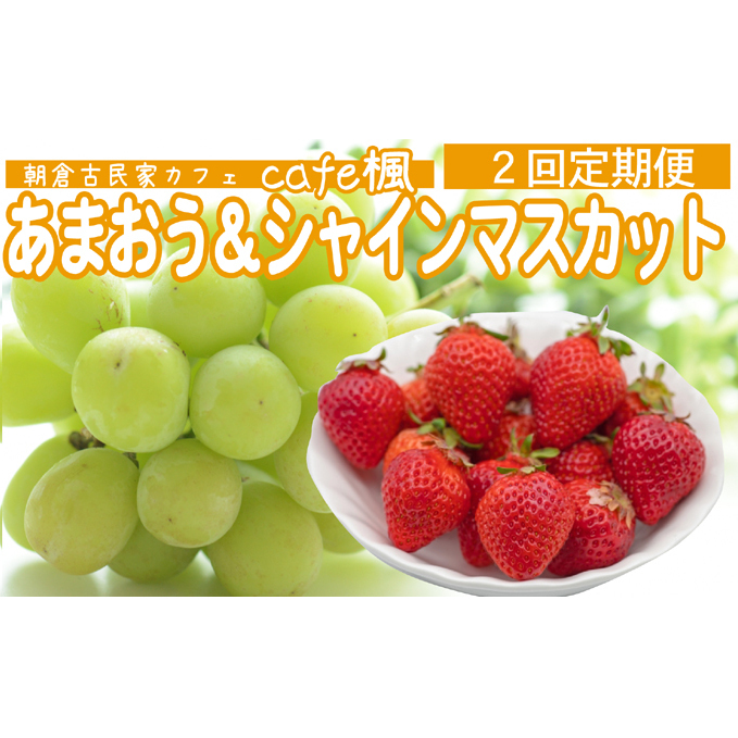 定期便 2回 あまおう シャインマスカット セット ★ Cafe 楓 ★ シャイン マスカット いちご 果物 フルーツ 配送不可:北海道・東北・沖縄・離島 福岡県朝倉市27000果物・フルーツいちご