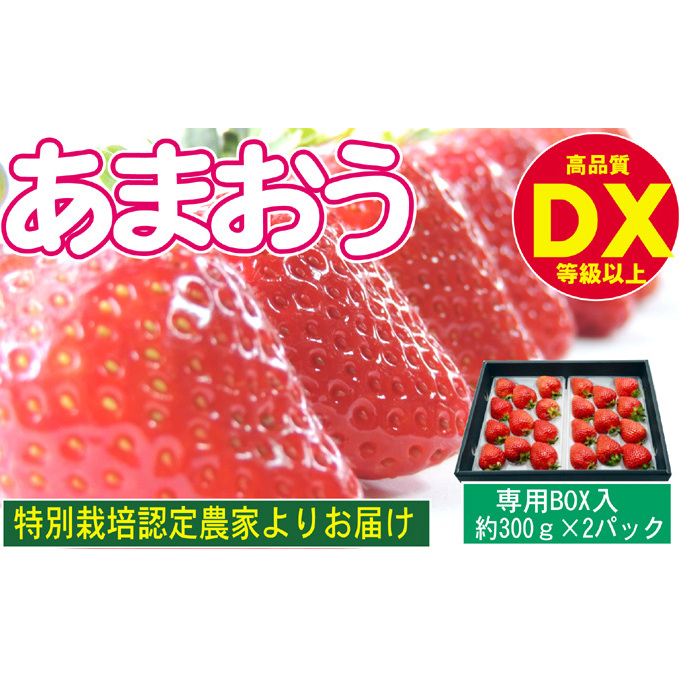あまおう DX等級以上 約300g×2パック ※配送不可:北海道・東北・沖縄・離島 果物 苺 フルーツ デザート 旬 大粒 中玉 大玉 旬のあまおう 福岡の特産品 福岡県朝倉市18000果物・フルーツいち