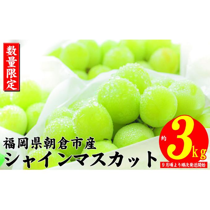 シャインマスカット 2025年発送 約3kg 大粒 フルーツ ブドウ 高級 ぶどう 葡萄 果物 くだもの 旬菜板屋 配送不可 離島 果物類 デザート 食後 種なし 皮ごと ジューシー 福岡県朝倉市24000果物・