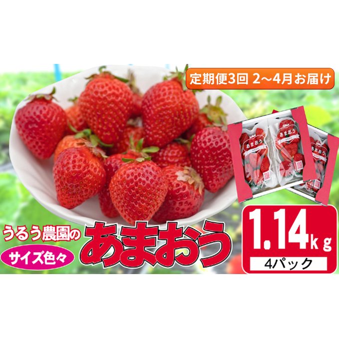 定期便 3回 いちご 発送時期 2026年2月〜4月 うるう農園のあまおう サイズ色々 4パック 約1.14kg 配送不可 離島 果物類 フルーツ 安心 安全 美味しい 食べやすい 福岡県朝倉市42000果物・フルーツ