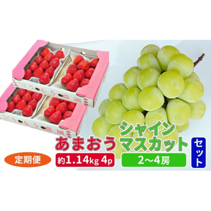 定期便 2回 2025年 いちご シャインマスカット セット あまおう スタンダード 4パック 約1.14kg シャインマスカット 2〜4房 約1.2kg 配送不可 離島 フルーツ 福岡県朝倉市40000果物・フルーツいち