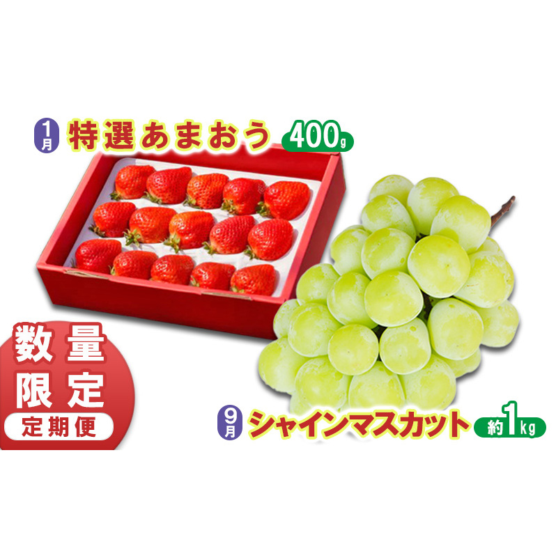数量限定 定期便 2回 うるう農園 特選 あまおう 400g ゆう美果樹園 シャインマスカット 1〜3房 約1kg いちご シャイン セット ※配送不可:離島福岡県朝倉市28000果物・フルーツいちご