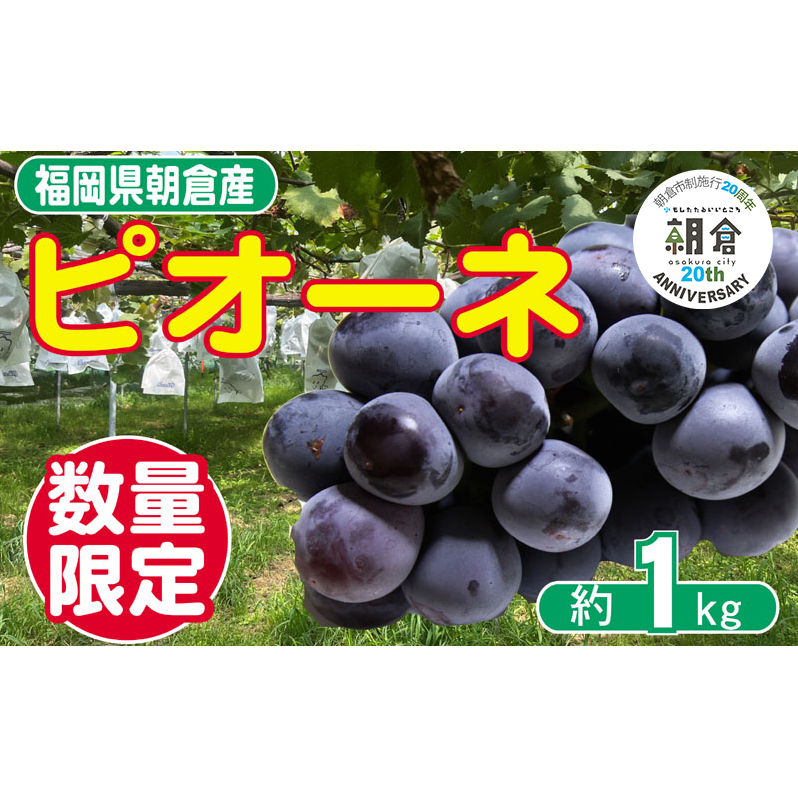 【朝倉市制施行20周年記念企画】 2026年先行予約 葡萄 ピオーネ 1〜3房 約1kg 数量限定 ゆう美果樹園 ※配送不可:離島福岡県朝倉市8000果物・フルーツマスカット・ぶどう