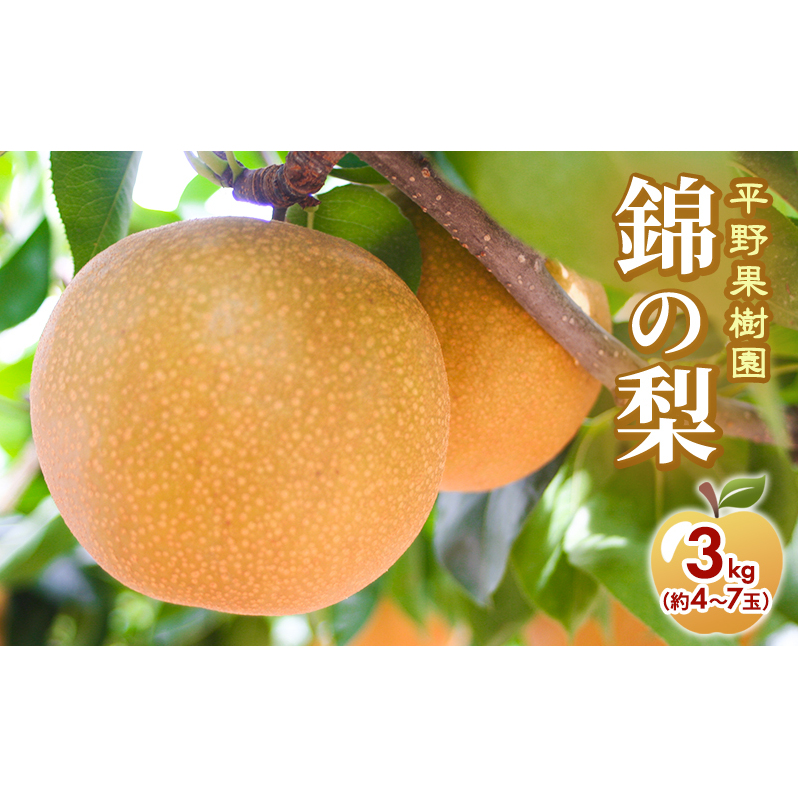梨 先行予約 3kg 平野果樹園 錦の梨 清流錦 2025年発送 フルーツ 果物 デザート 配送不可:離島 熊本県錦町13000果物・フルーツりんご・梨