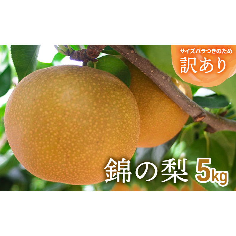 訳あり 梨 錦の梨 5kg 果物 フルーツ ※配送不可:離島熊本県錦町13000果物・フルーツりんご・梨