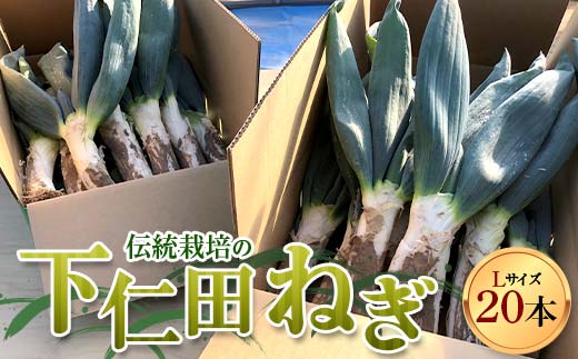 伝統栽培の下仁田ねぎ。寒い冬に最高のすき焼きを♪(L 20本) とろける 甘い ねぎ ネギ 王様ねぎ 殿様ねぎ 特産 栄養たっぷり ブランド 上州ねぎ すきやき F21K-623群馬県下仁田町18000野菜・