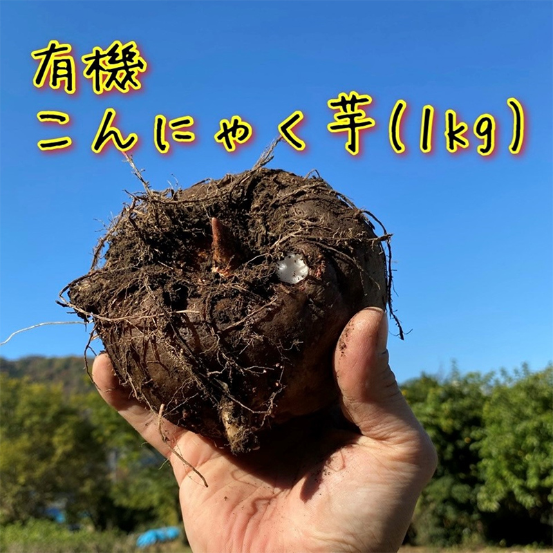 有機こんにゃく芋(約1kg)(レシピ・凝固剤付き) F21K-398 | 群馬